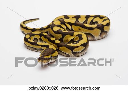 "Tiger Phantom Ball Python or Royal Python (Python regius), female" View Large Photo Image Stock Photograph - "Tiger Phantom Ball Python or Royal Python (Python regius), female". Fotosearch