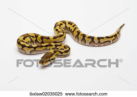 "Tiger Phantom Yellow Belly Ball Python or Royal Python (Python regius), male" View Large Photo Image Stock Photography - "Tiger Phantom Yellow Belly Ball Python or Royal Python (Python regius), male". Fotosearch
