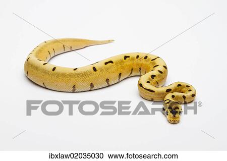 Stock Image - "Tiger Spider Ball Python or Royal Python (Python regius), female". Fotosearch