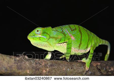"Timoni Chameleon (Furcifer timoni), a recently discovered species of chameleon, Nord-Madagaskar, Madagascar, Africa" View Large Photo Image Stock Photo - "Timoni Chameleon (Furcifer timoni), a recently discovered species of chameleon, Nord-Madagaskar, Madagascar, Africa". Fotosearch