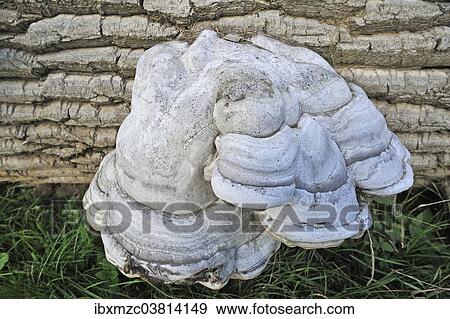 "Tinder fungus (Fomes fomentarius) on a felled poplar (Populus), Mecklenburg-Vorpommern, Germany, Europe" View Large Photo Image Stock Photo - "Tinder fungus (Fomes fomentarius) on a felled poplar (Populus), Mecklenburg-Vorpommern, Germany, Europe". Fotosearch