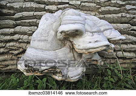 "Tinder fungus (Fomes fomentarius) on a felled poplar (Populus), Mecklenburg-Vorpommern, Germany, Europe" View Large Photo Image Stock Photograph - "Tinder fungus (Fomes fomentarius) on a felled poplar (Populus), Mecklenburg-Vorpommern, Germany, Europe". Fotosearch