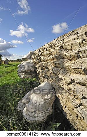 "Tinder fungus (Fomes fomentarius) on a felled poplar (Populus), Mecklenburg-Vorpommern, Germany, Europe" View Large Photo Image Stock Photography - "Tinder fungus (Fomes fomentarius) on a felled poplar (Populus), Mecklenburg-Vorpommern, Germany, Europe". Fotosearch