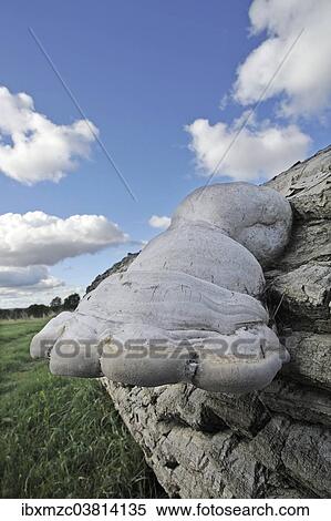"Tinder fungus (Fomes fomentarius) on a felled poplar (Populus), Mecklenburg-Vorpommern, Germany, Europe" View Large Photo Image Stock Photography - "Tinder fungus (Fomes fomentarius) on a felled poplar (Populus), Mecklenburg-Vorpommern, Germany, Europe". Fotosearch