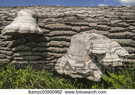 "Tinder Fungus (Fomes fomentarius) on the trunk of a felled Poplar (Populus), Mecklenburg-Western Pomerania, Germany, Europe" View Large Photo Image Stock Image - "Tinder Fungus (Fomes fomentarius) on the trunk of a felled Poplar (Populus), Mecklenburg-Western Pomerania, Germany, Europe". Fotosearch