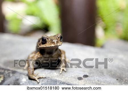 "Toad (Bufonidae), Phuket, Thailand, Asia" View Large Photo Image Stock Image - "Toad (Bufonidae), Phuket, Thailand, Asia". Fotosearch