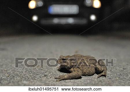 Stock Image - "Toad migration, Common Toad (Bufo bufo) on the street in front of a car". Fotosearch