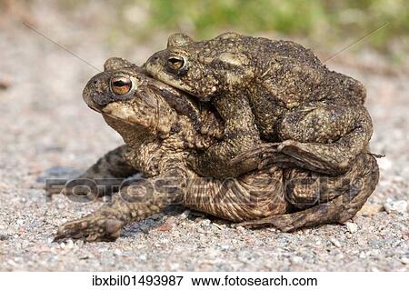 Stock Photo - "Toad migration, Common toads (Bufo bufo)". Fotosearch