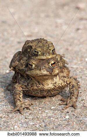 Stock Photo - "Toad migration, Common toads (Bufo bufo)". Fotosearch