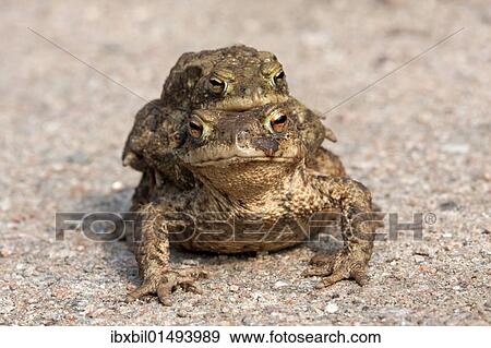 Stock Photo - "Toad migration, Common toads (Bufo bufo)". Fotosearch