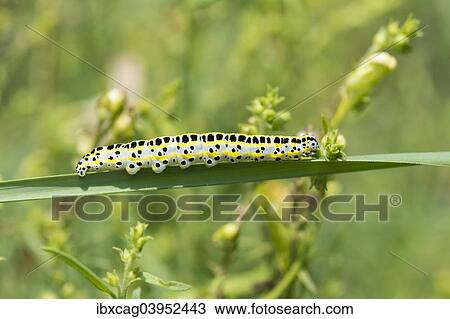 Stock Image - "Toadflax moth (Calophasia lunula), caterpillar, Hesse, Germany, Europe". Fotosearch