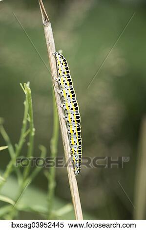 Stock Photography - "Toadflax moth (Calophasia lunula), caterpillar, Hesse, Germany, Europe". Fotosearch