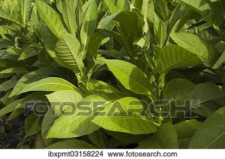 "Tobacco plants (Nicotiana tabacum), Montreal, Quebec Province, Canada, North America" View Large Photo Image Picture - "Tobacco plants (Nicotiana tabacum), Montreal, Quebec Province, Canada, North America". Fotosearch
