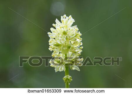 Stock Photo - "Tofield's Asphodel (Tofieldia calyculata), Upper Bavaria, Bavaria, Germany, Europe". Fotosearch