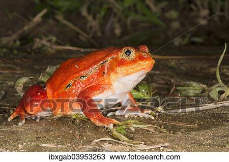 "Tomato Frog (Dyscophus antongilii), Madagascar, Africa" View Large Photo Image Stock Image - "Tomato Frog (Dyscophus antongilii), Madagascar, Africa". Fotosearch
