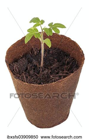 Tomato plant (Solanum lycopersicum) growing in a biodegradable pot View Large Photo Image Stock Image - Tomato plant (Solanum lycopersicum) growing in a biodegradable pot. Fotosearch