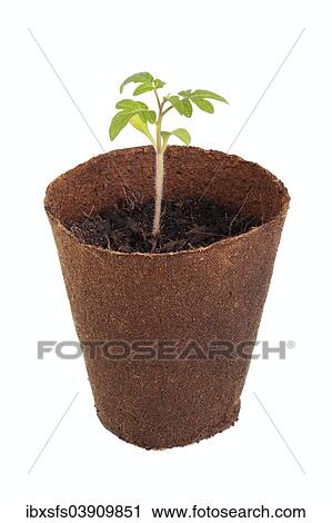 Tomato plant (Solanum lycopersicum) growing in a biodegradable pot View Large Photo Image Stock Image - Tomato plant (Solanum lycopersicum) growing in a biodegradable pot. Fotosearch