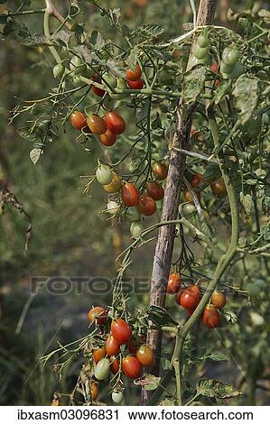 "Tomato plantation, pink Thai egg plum tomatoes, Chiang Mai, Chiang Mai Province, Thailand, Asia" View Large Photo Image Stock Image - "Tomato plantation, pink Thai egg plum tomatoes, Chiang Mai, Chiang Mai Province, Thailand, Asia". Fotosearch