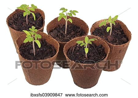Tomato plants (Solanum lycopersicum) growing in biodegradable pots View Large Photo Image Stock Photo - Tomato plants (Solanum lycopersicum) growing in biodegradable pots. Fotosearch