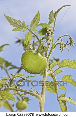 "Tomato (Solanum lycopersicum), Harzer Riesen variety" View Large Photo Image Stock Photo - "Tomato (Solanum lycopersicum), Harzer Riesen variety". Fotosearch
