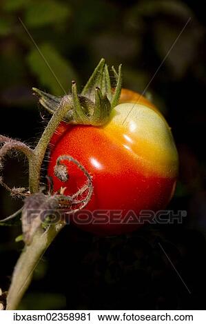 "Tomato (Solanum lycopersicum), ''Harzer Riesen'' variety" View Large Photo Image Stock Image - "Tomato (Solanum lycopersicum), ''Harzer Riesen'' variety". Fotosearch