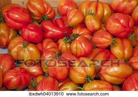 "Tomatoes (Solanum lycopersicum), Germany, Europe" View Large Photo Image Stock Image - "Tomatoes (Solanum lycopersicum), Germany, Europe". Fotosearch