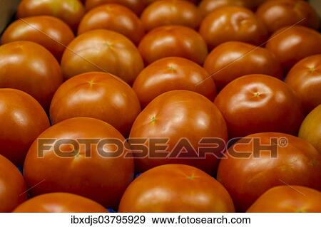 Stock Photo - Tomatoes. Fotosearch