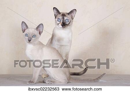 "Tonkinese, cat breed, cat with kitten" View Large Photo Image Stock Image - "Tonkinese, cat breed, cat with kitten". Fotosearch
