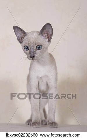 Stock Image - "Tonkinese cat breed, kitten". Fotosearch