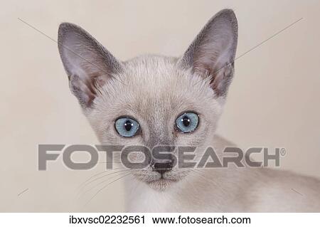 "Tonkinese cat breed, kitten" View Large Photo Image Stock Image - "Tonkinese cat breed, kitten". Fotosearch