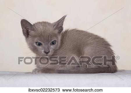 "Tonkinese cat breed, kitten" View Large Photo Image Stock Image - "Tonkinese cat breed, kitten". Fotosearch