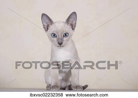 "Tonkinese, cat breed, kitten" View Large Photo Image Stock Photo - "Tonkinese, cat breed, kitten". Fotosearch