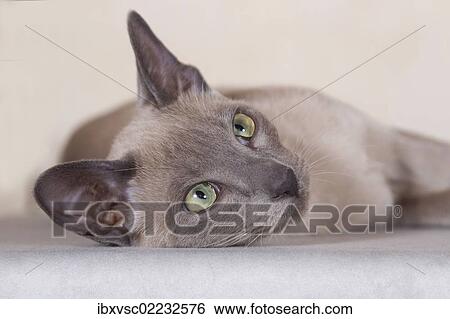 Tonkinese cat breed View Large Photo Image Stock Photograph - Tonkinese cat breed. Fotosearch