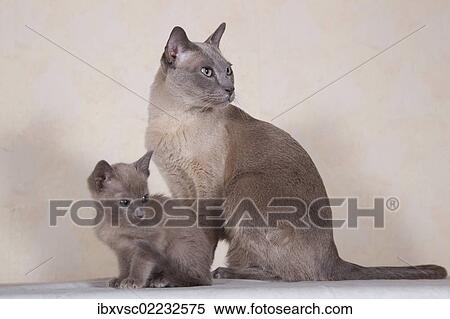 Stock Photography - "Tonkinese cat breed, tomcat for breeding with kittens". Fotosearch