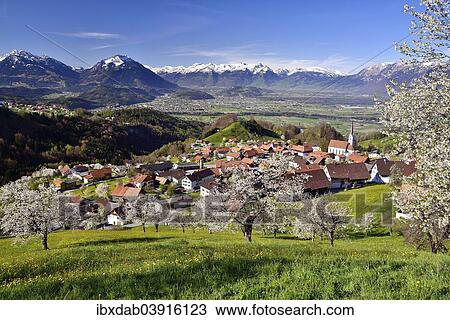 Stock Image - "Tonscape of Fraxern with blooming cherry trees and views of the St. Gallen Rhine Valley, Fraxern, district of Feldkirch, Vorarlberg, Austria, Europe". Fotosearch