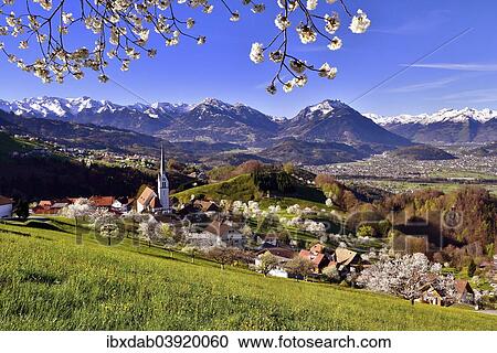 Stock Image - "Tonscape of Fraxern with blooming cherry trees and views of the St. Gallen Rhine Valley, Fraxern, district of Feldkirch, Vorarlberg, Austria, Europe". Fotosearch