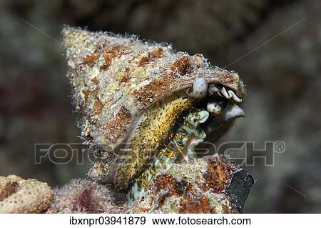 "Top snail (Trochidae), Red Sea, Egypt, Africa" View Large Photo Image Stock Photo - "Top snail (Trochidae), Red Sea, Egypt, Africa". Fotosearch