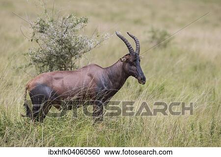 Stock Image - "Topi (Damaliscus korrigum), Ishasha, Queen Elizabeth National Park, Uganda, Africa". Fotosearch