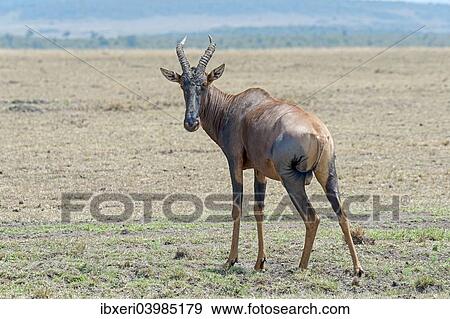 "Topi (Damaliscus lunatus jimela), Maasai Mara National Reserve, Kenya, Africa" View Large Photo Image Stock Photo - "Topi (Damaliscus lunatus jimela), Maasai Mara National Reserve, Kenya, Africa". Fotosearch