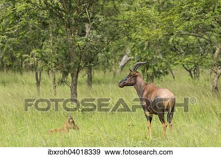"Topi (Damaliscus lunatus), with young, Lake Mburo National Park, Uganda, Africa" View Large Photo Image Stock Photo - "Topi (Damaliscus lunatus), with young, Lake Mburo National Park, Uganda, Africa". Fotosearch