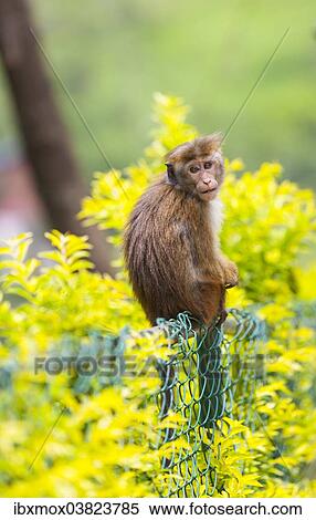 "Toque Monkey or Toque Macaque (Macaca sinica) perched on a fence, Sri Lanka, Asia" View Large Photo Image Stock Photography - "Toque Monkey or Toque Macaque (Macaca sinica) perched on a fence, Sri Lanka, Asia". Fotosearch