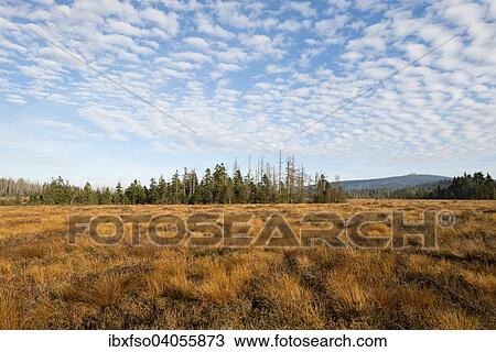 Stock Image - "Torfhausmoor in autumn, behind the Brocken, Harz National Park, Lower Saxony, Germany, Europe". Fotosearch