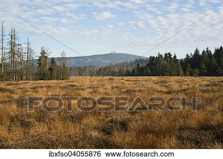 "Torfhausmoor in autumn, behind the Brocken, Harz National Park, Lower Saxony, Germany, Europe" View Large Photo Image Stock Photograph - "Torfhausmoor in autumn, behind the Brocken, Harz National Park, Lower Saxony, Germany, Europe". Fotosearch