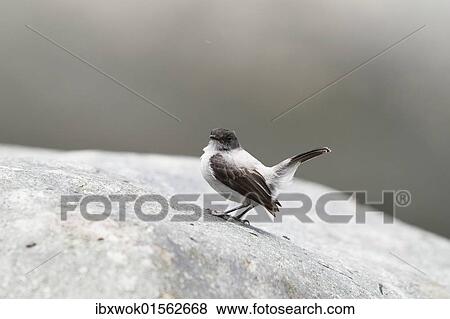 "Torrent Tyrannulet (Serpophaga cinerea), Orosi river, rainforest, Tapanti National Park, Costa Rica, Central America, North America" View Large Photo Image Stock Photo - "Torrent Tyrannulet (Serpophaga cinerea), Orosi river, rainforest, Tapanti National Park, Costa Rica, Central America, North America". Fotosearch