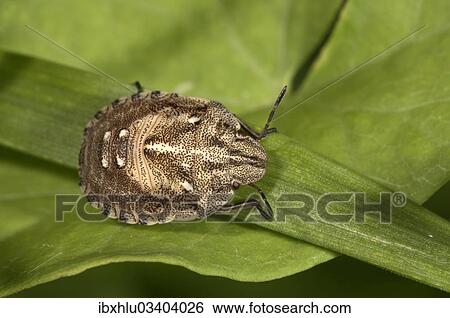 Stock Photograph - "Tortoise Bug (Eurygaster testudinaria), larva, Untergroningen, Abtsgmuend, Baden-Wurttemberg, Germany, Europe". Fotosearch