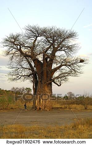 "Tourist at an African Baobab tree (Adansonia digitata) in the African savannah, Savuti National Park, Botswana, Africa" View Large Photo Image Stock Photograph - "Tourist at an African Baobab tree (Adansonia digitata) in the African savannah, Savuti National Park, Botswana, Africa". Fotosearch