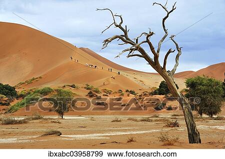 "Tourists climbing the dunes of Sossusvlei, Namibia, Africa" View Large Photo Image Stock Photo - "Tourists climbing the dunes of Sossusvlei, Namibia, Africa". Fotosearch