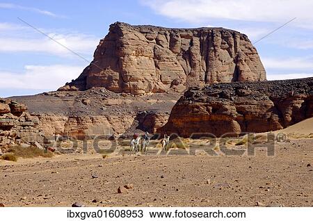 "Tourists riding camels in a wadi in the Sahara, Libya, Africa" View Large Photo Image Stock Image - "Tourists riding camels in a wadi in the Sahara, Libya, Africa". Fotosearch