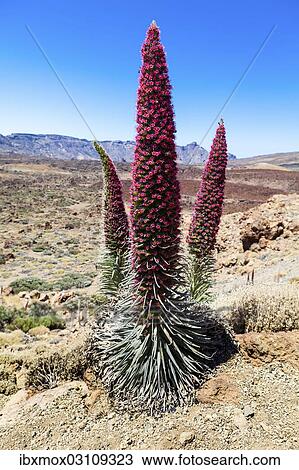 "Tower of Jewels, Red Bugloss, Tenerife Bugloss or Mount Teide Bugloss (Echium wildpretii), in flower, Teide National Park, Las Llanadas, Provinz Santa Cruz de Tenerife, Tenerife, Canary Islands, Spain, Europe" View Large Photo Image Stock Image - "Tower of Jewels, Red Bugloss, Tenerife Bugloss or Mount Teide Bugloss (Echium wildpretii), in flower, Teide National Park, Las Llanadas, Provinz Santa Cruz de Tenerife, Tenerife, Canary Islands, Spain, Europe". Fotosearch
