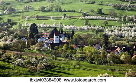 "Townscape, during the cherry blossom season, Obereggenen, Markgraflerland, Black Forest, Baden-Wurttemberg, Germany, Europe" View Large Photo Image Stock Photo - "Townscape, during the cherry blossom season, Obereggenen, Markgraflerland, Black Forest, Baden-Wurttemberg, Germany, Europe". Fotosearch